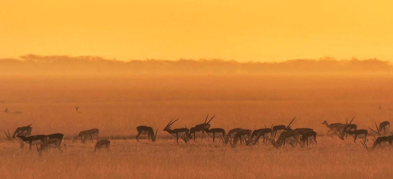 The Blackbuck Lodge Bhāvnagar Exterior foto